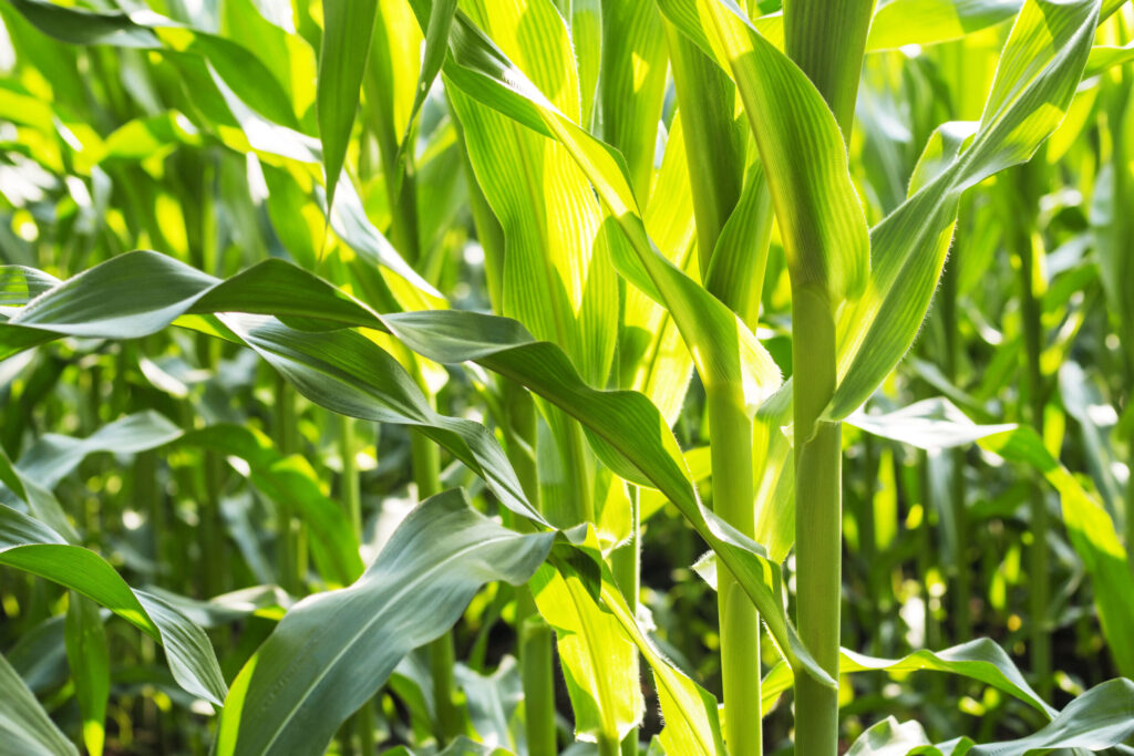 Corn plant with sunlight.